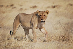 Löwin Etosha Namibia entdecken