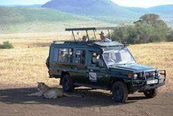 Ngorongoro Lion Next to car