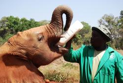 Nairobi Elephant Sanctuary