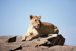 Serengeti Lion Rock