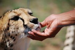 Naankuse Gepard mit Hand