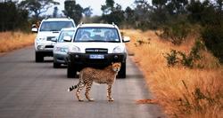 KNP Cheetah on road