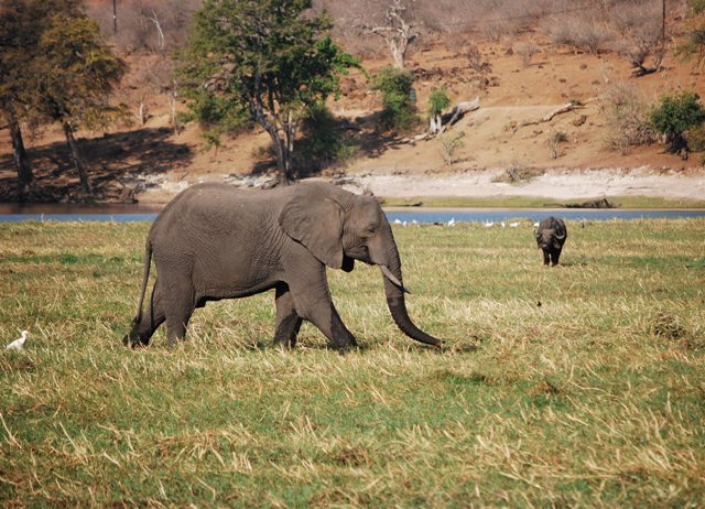 Chobe Elephant 3