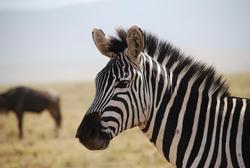ngorongoro zebra