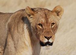 Etosha Löwin