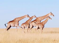 Etosha Giraffe running