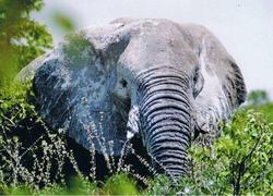 Etosha Jumbo lebt