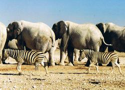 Etosha Elefant mit Zebra