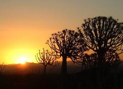 Köcherbäume im Süden Namibias