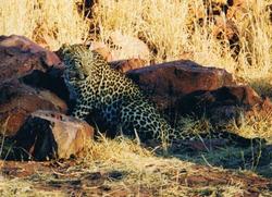 Okonjima Leopard