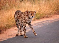 Kruger Cheetah on road