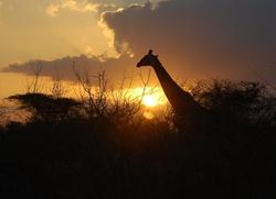 Kruger Giraffe Sundown