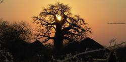 Baobab Sundown