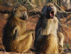 Chobe Baboon