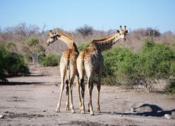 Chobe Giraffe