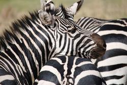 Ngorongoro Zebra 2