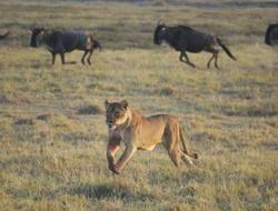 Ngorongoro Löwe rennt
