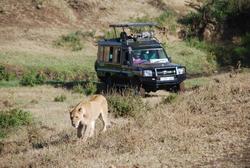 Ngorongoro Lion Game Drive