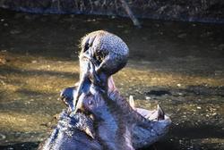 Masai Mara Hippo