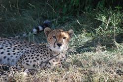 Masai Mara Cheetah