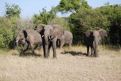 Masai Mara Elephant