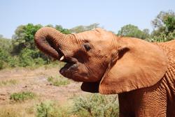 Nairobi Elephant Sanctuary