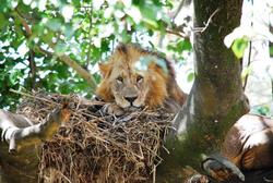 Lake Nakuru Löwe im Nest