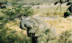 Hobatere Elefant