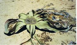 Welwitschia