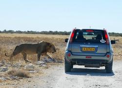 Etosha Gemsbokvlakte Lion next to car