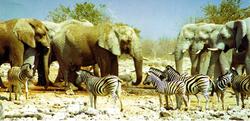 Etosha Elefanten Wasserloch