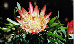 Kirstenbosch Protea