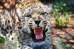 Leopard auf Naankuse