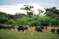 Caprivi Büffel