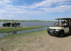 Chobe Game Drive Elefant