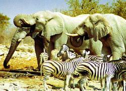 Elefanten Wasserloch Etosha