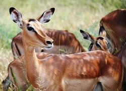 Krüger Park Impala