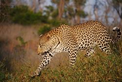 Leopard Mala Mala