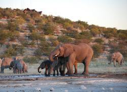 Etosha_Elephant_Dolomite