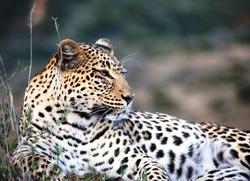 leopard shamwari