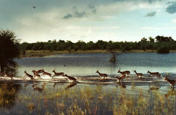 Botswana Lechwe Mahango