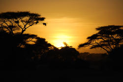 Amoseli Sundown